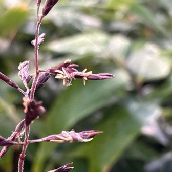 笹の花🌸60年に1度咲きます！