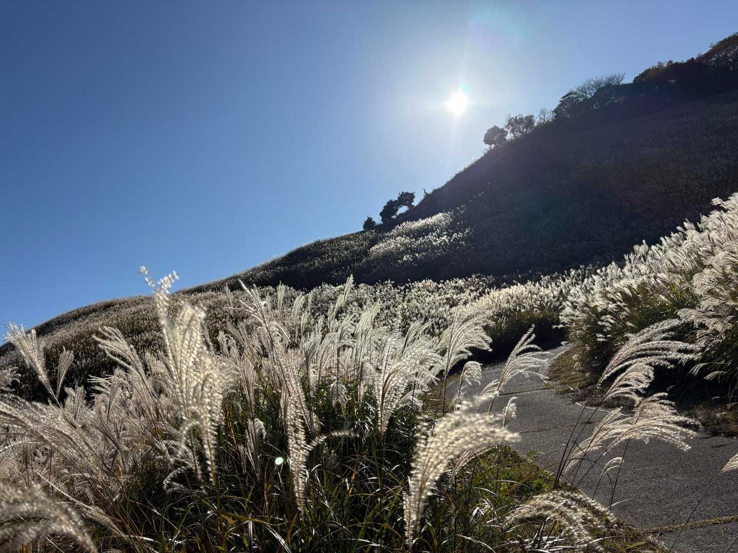 こんなに広大なススキは初めて見ました🌾