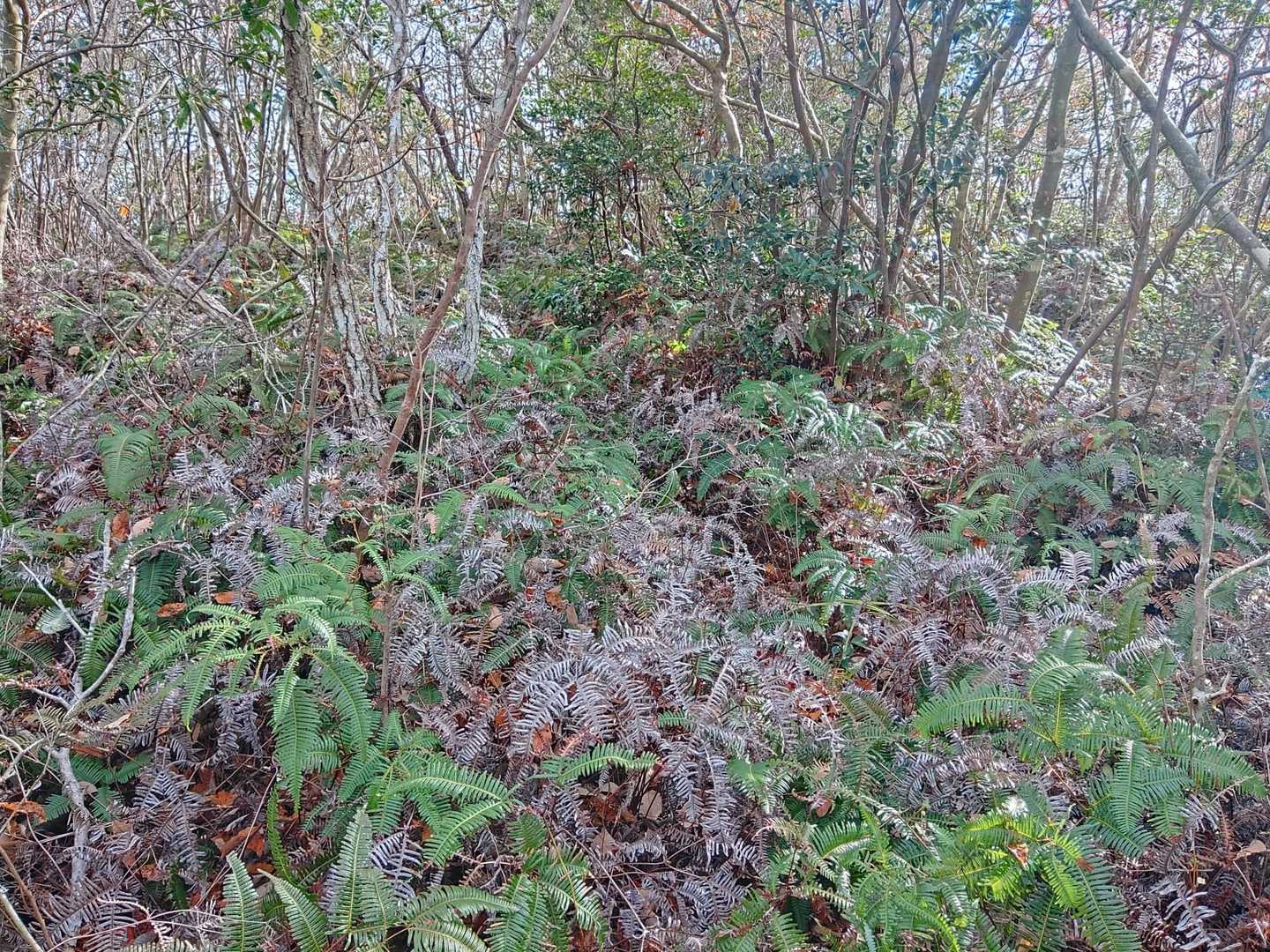 距離はそんなに長くないのですぐ、戻ってこれます🦍