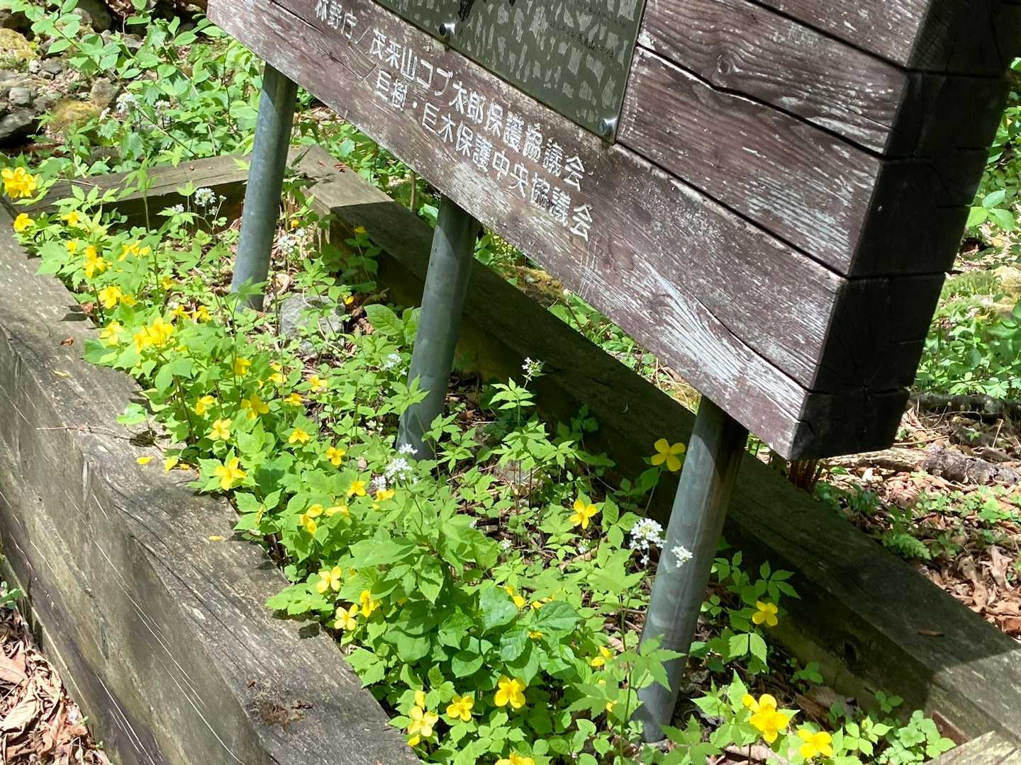ヤマブキソウの花壇