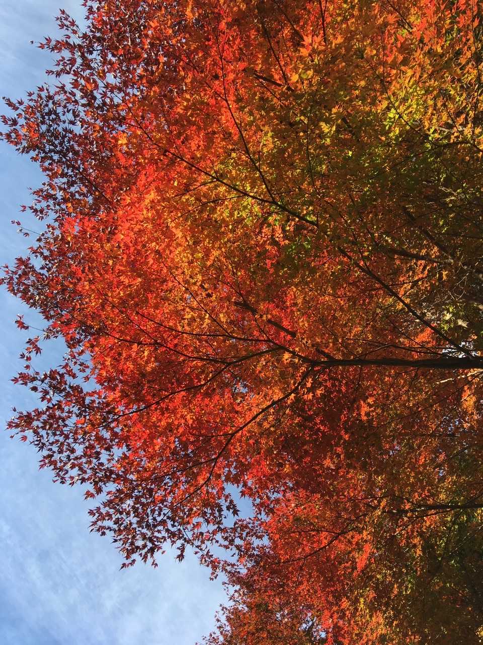 登山口近辺は紅葉がピークでした🍁