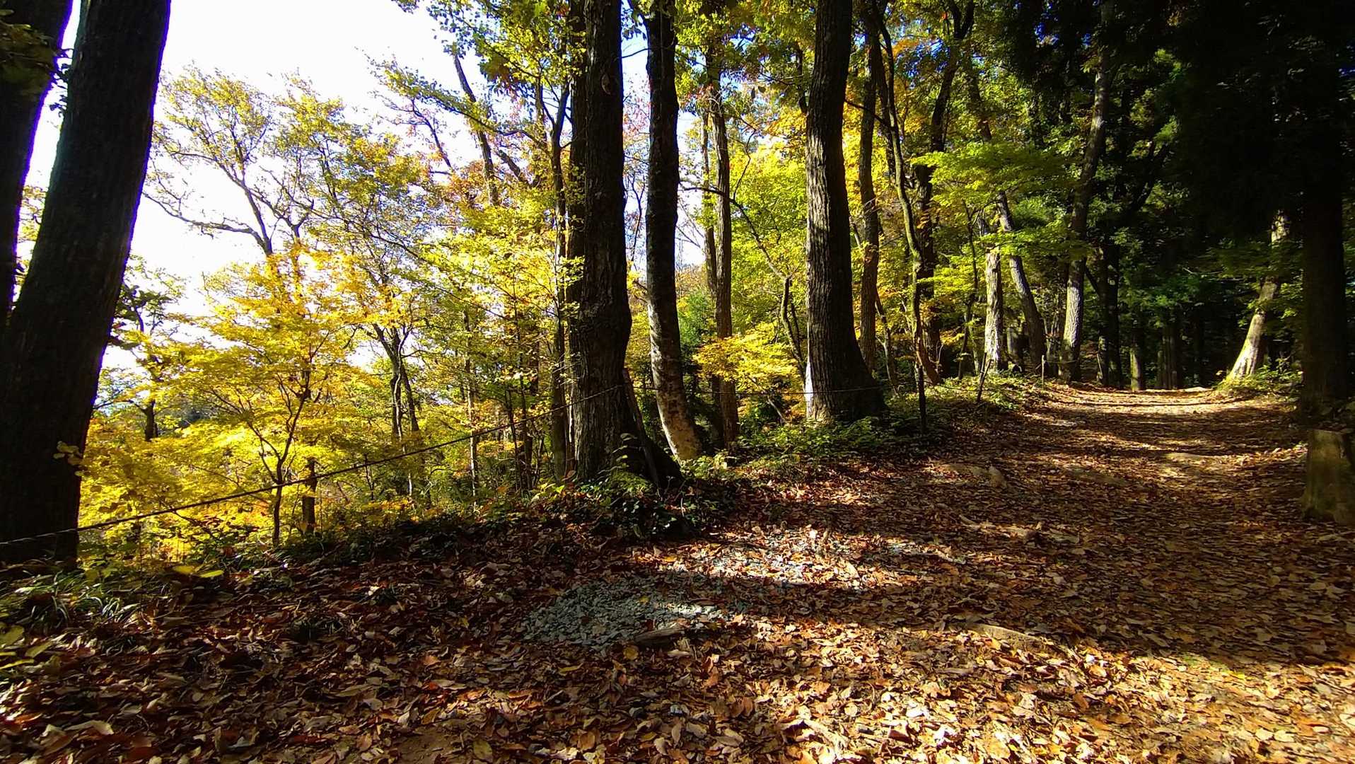 落ち葉の絨毯🍂