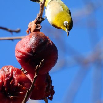十番手のメジロも…
柿の実大好き💕
