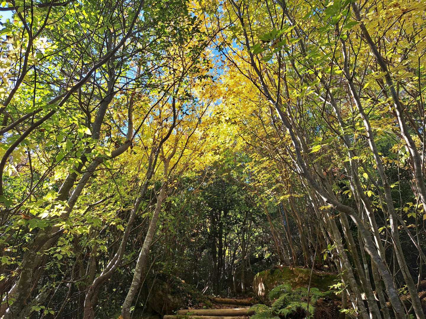 癒されなが歩き🚶‍♀️