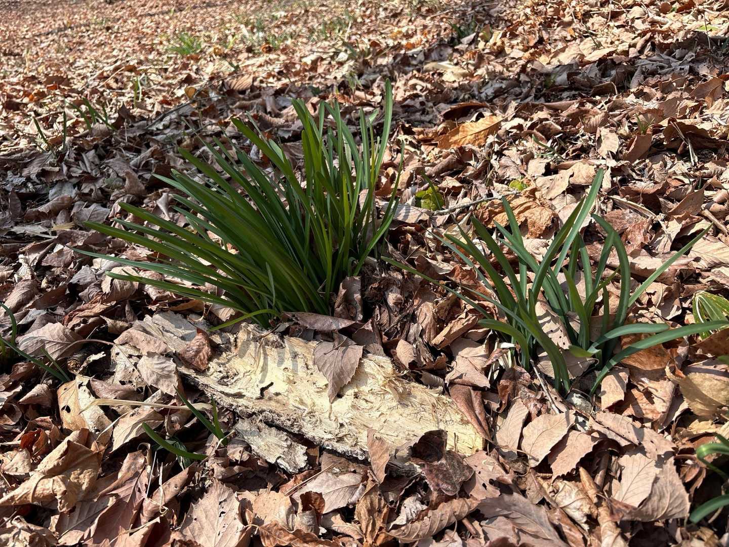 キツネノカミソリ🌱

行者ニンニクと間違えて食すると大変☠️💦