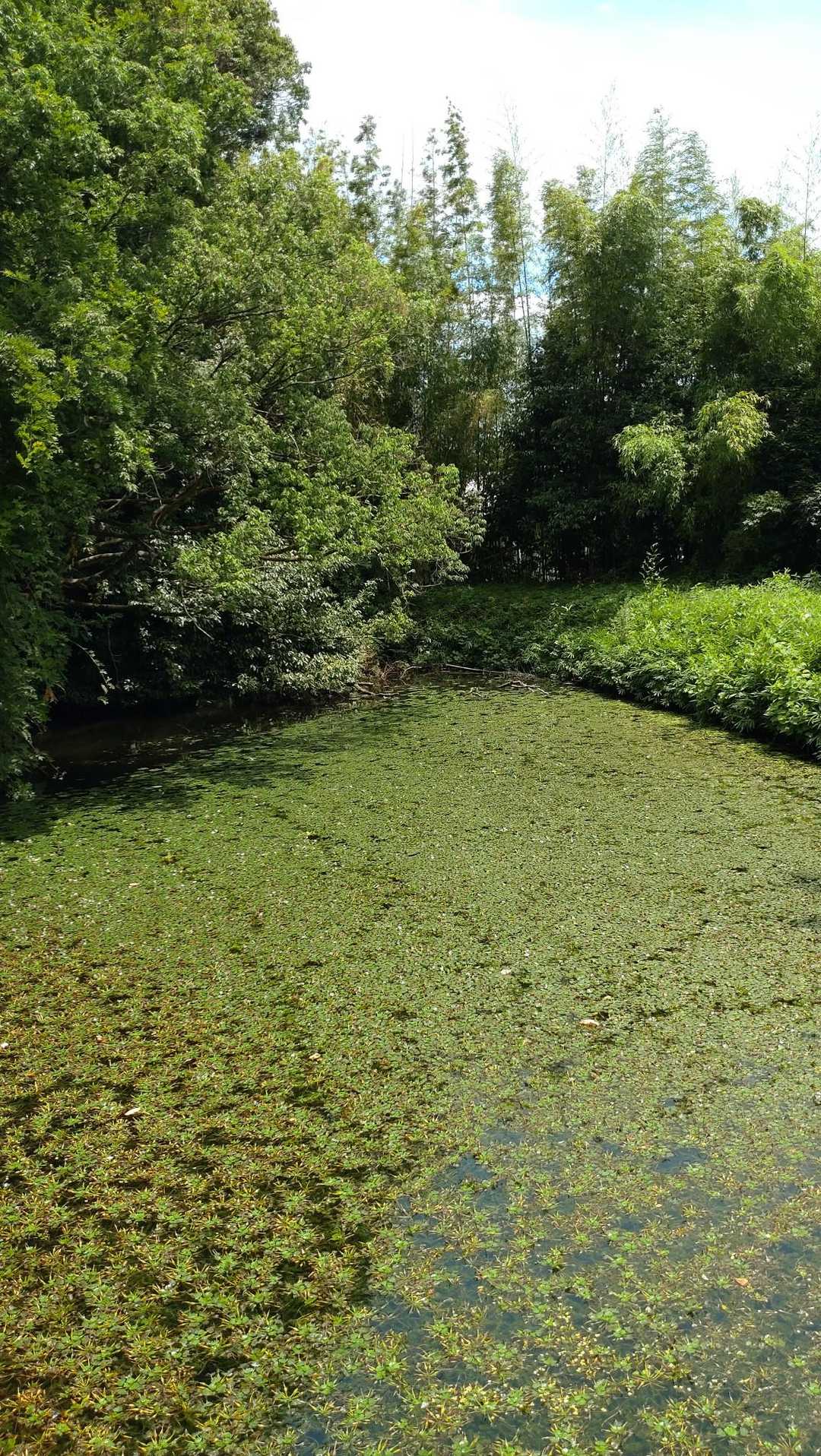 水草びっしりの池