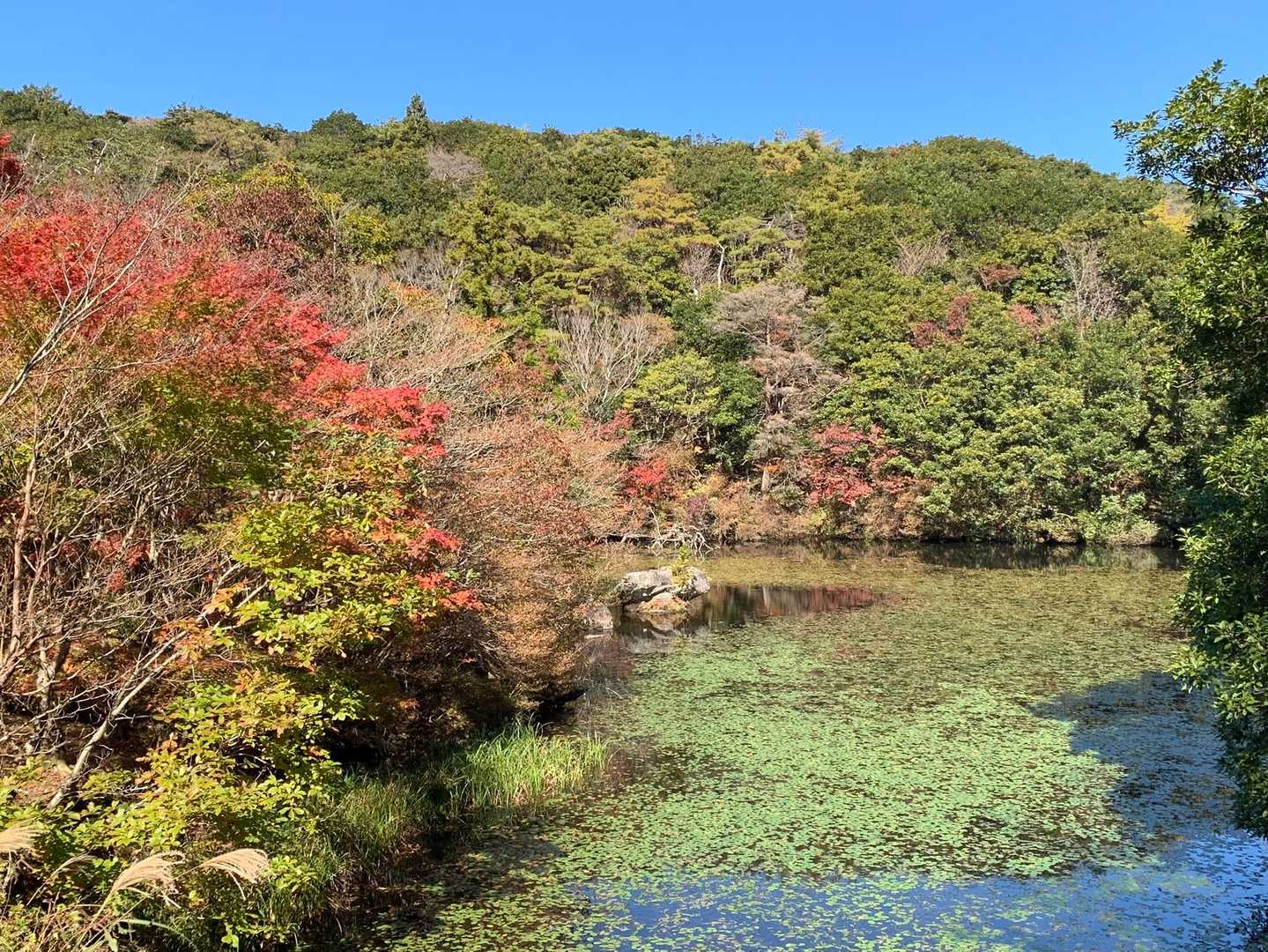 キャンプ場の池あたりの紅葉🍁を見物