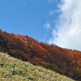 下山時に一瞬ガスが抜け、寒風山側の紅葉が見えました
燃えるような鮮やかな真紅🔥キレイ😍