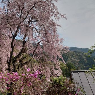 登山口を少し入ったところで振り返ると、桜越しの眺めが素晴らしい