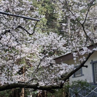 トイレ横の桜
桜🌸を満喫出来ました😄