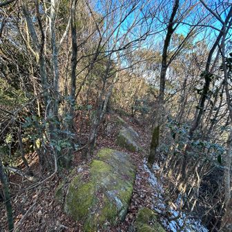 この辺り、鬼ヶ鼻岩から猟師岩山周辺は岩🪨ゴロゴロ道
