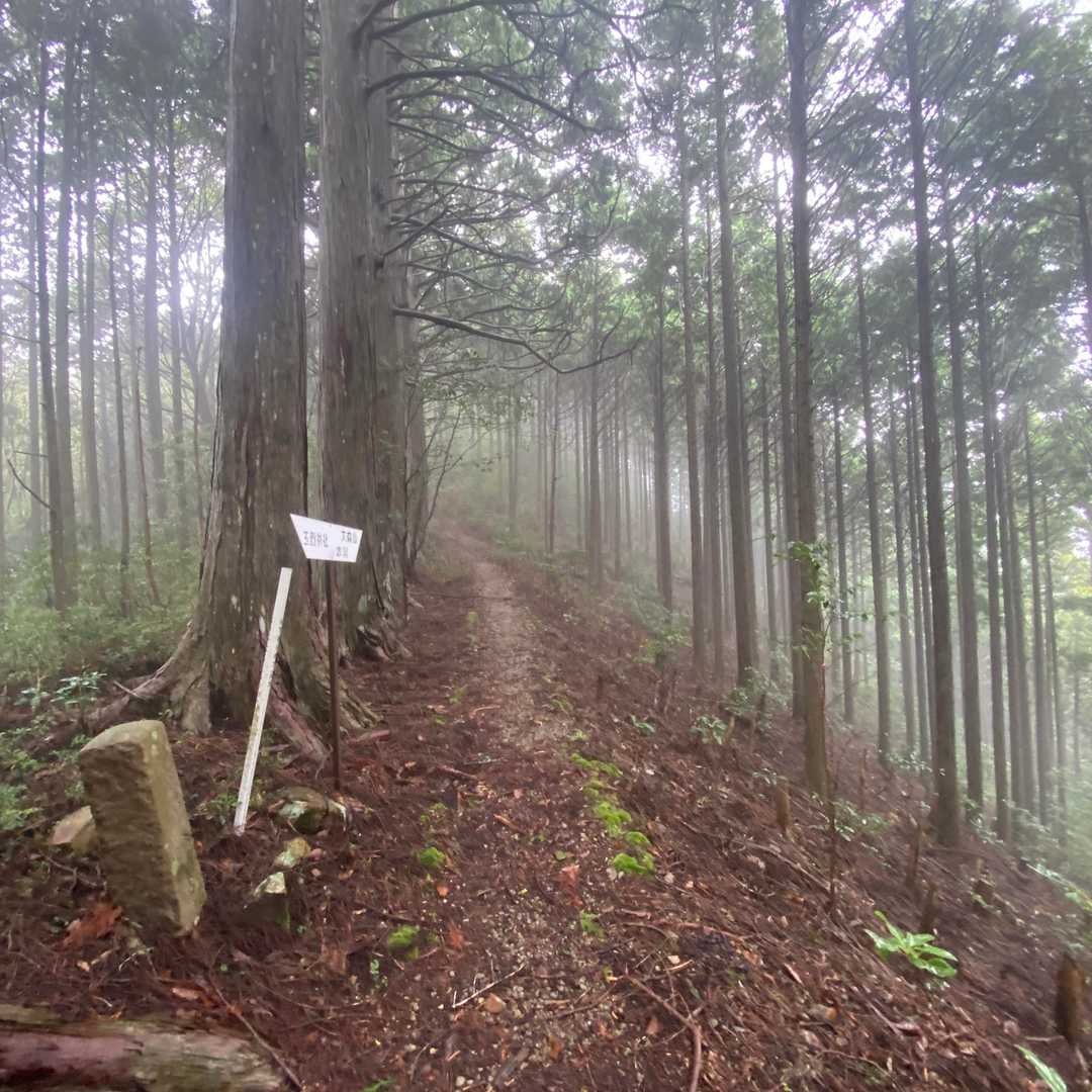 朝靄の中 歩きやすい道は続くが
本宮大社への奥駈道は山道らしくなってきた