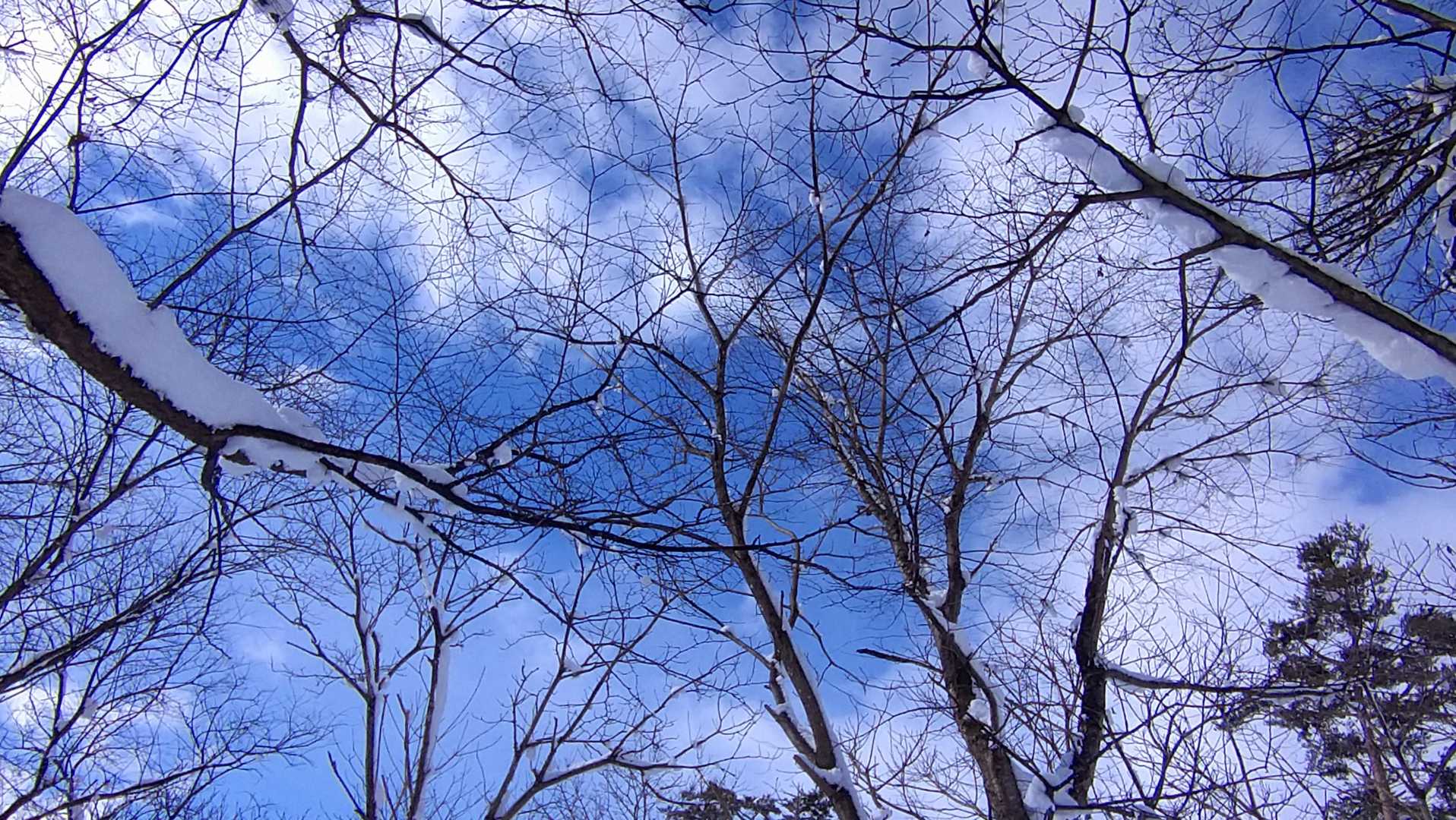 鳥が沢山います。中でもウソは久しぶりに見ました。📷していると昼飯はどうするのだとクレームがくるのが目に見えているので、チラ見だとして歩きます。
