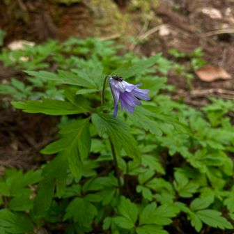 キクザキイチゲ?