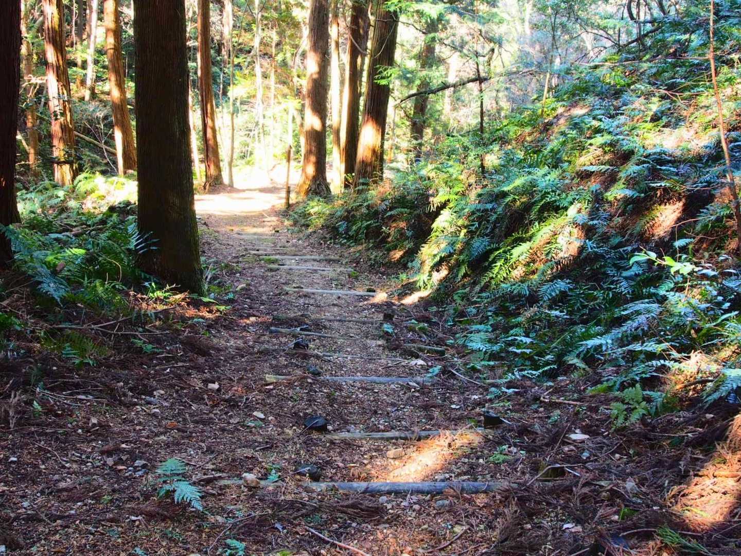 鳥の声がよく聞こえて気持ちの良い山歩きでした🙌