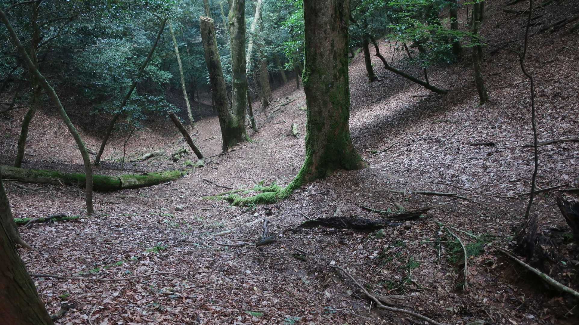 上りのルートより楽ちん