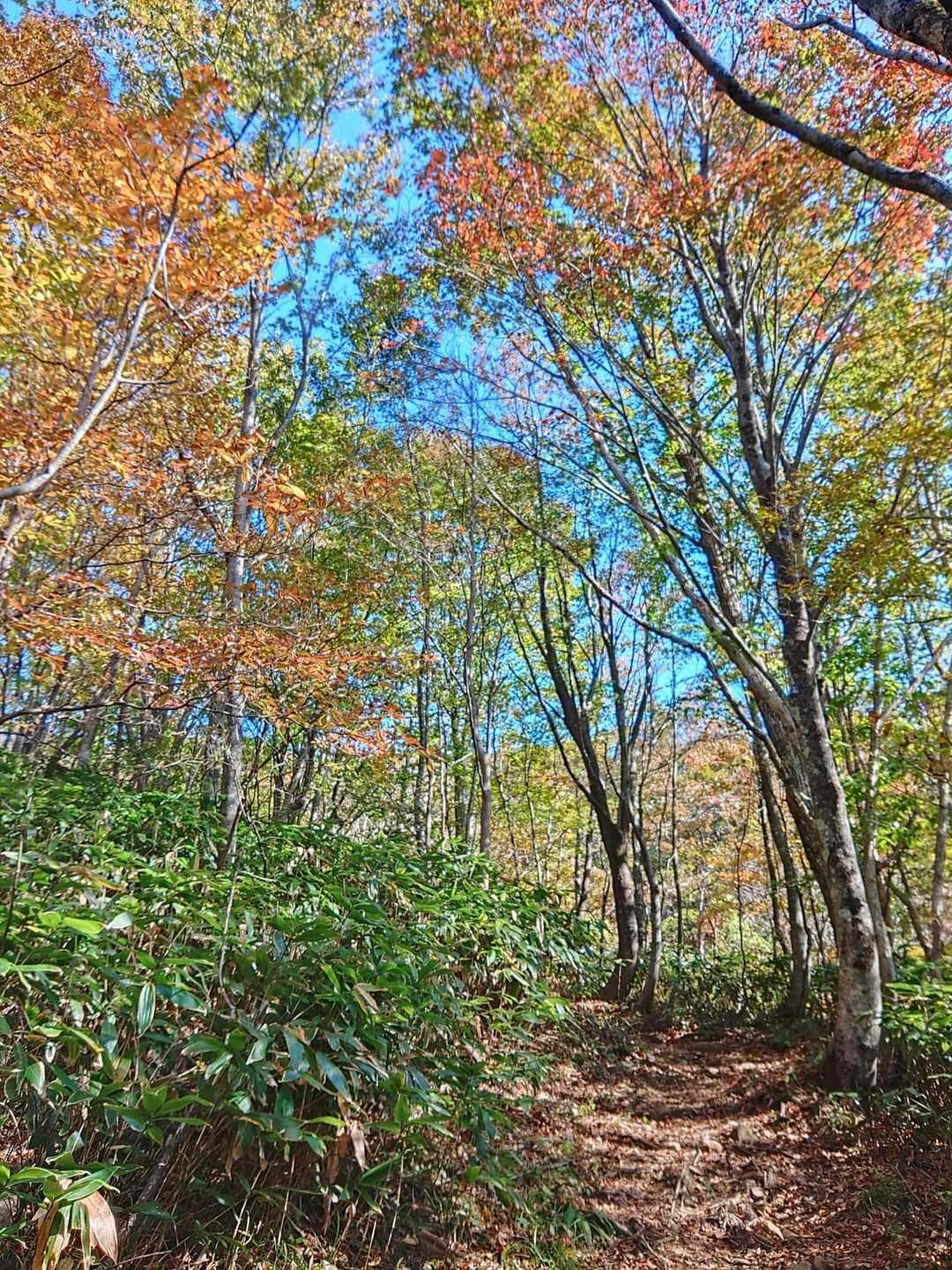 やっぱり紅葉には青空が似合いますね🎵