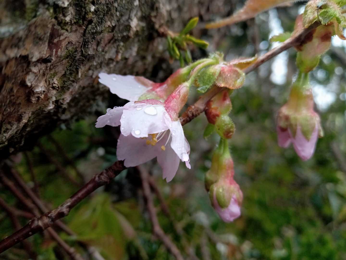 そしてわずかに残る桜🌸