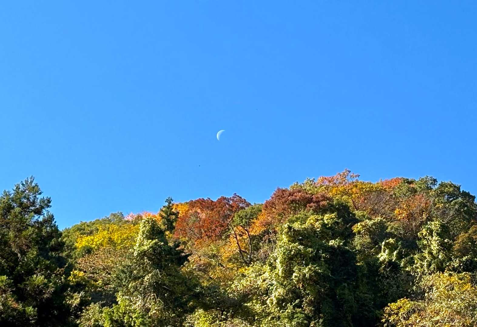 🌘と🍁