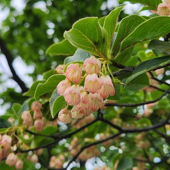 山頂に咲く花