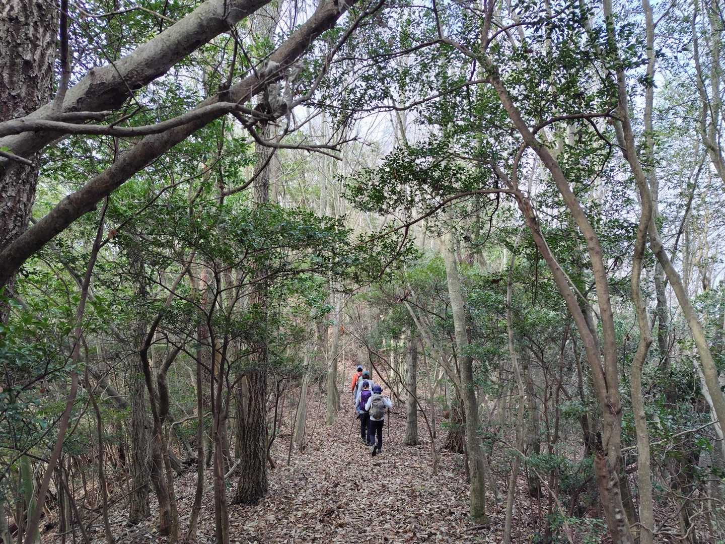 どうやらこの辺で坂山西峰の看板があったらしいですが、おしゃべりに夢中すぎて見落とす🤣
私ららしいね‥

最後尾でみんなを見守ってくださる冷静な父さんはちゃんと見つけておられたようです。
さすが👏