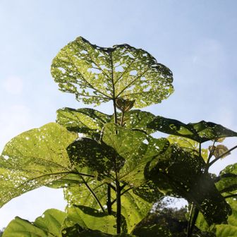 虫食いの葉っぱから空が透けて見えます！