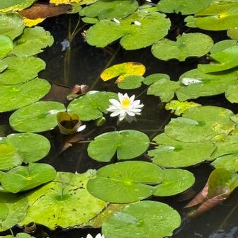 中央園池のスイレン
まだ沢山咲いてます