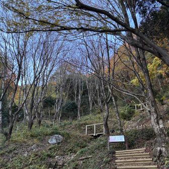 淡墨桜の子ども達