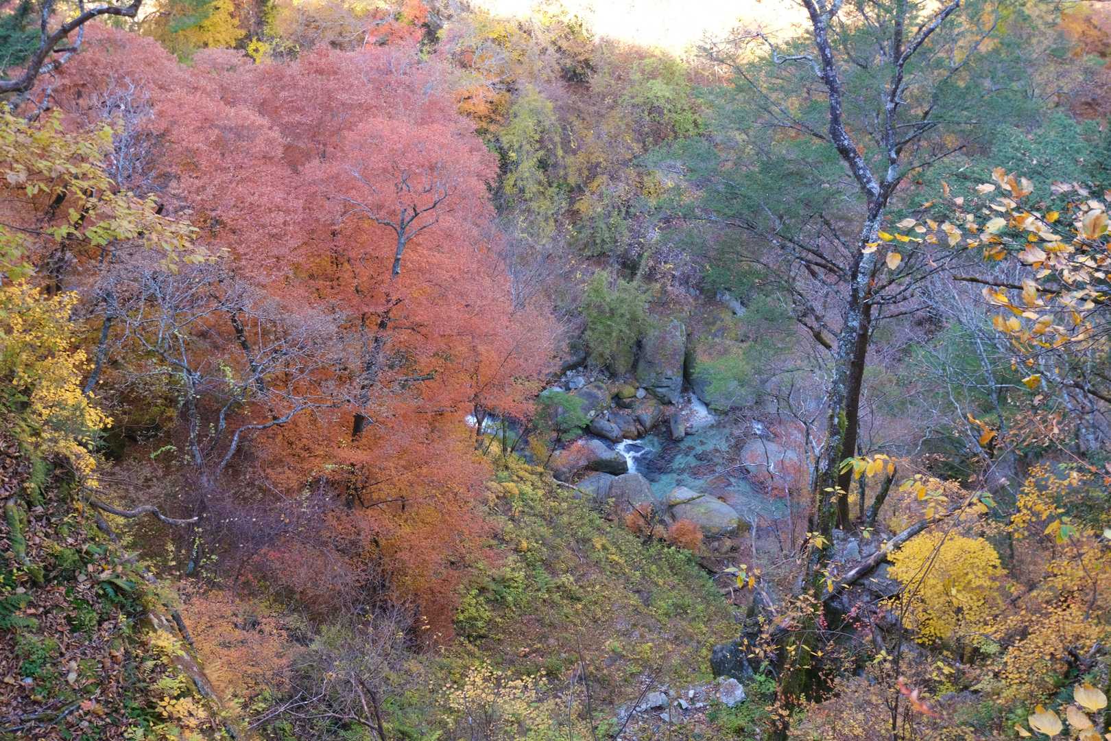 この辺りは赤く紅葉している木々が多かった