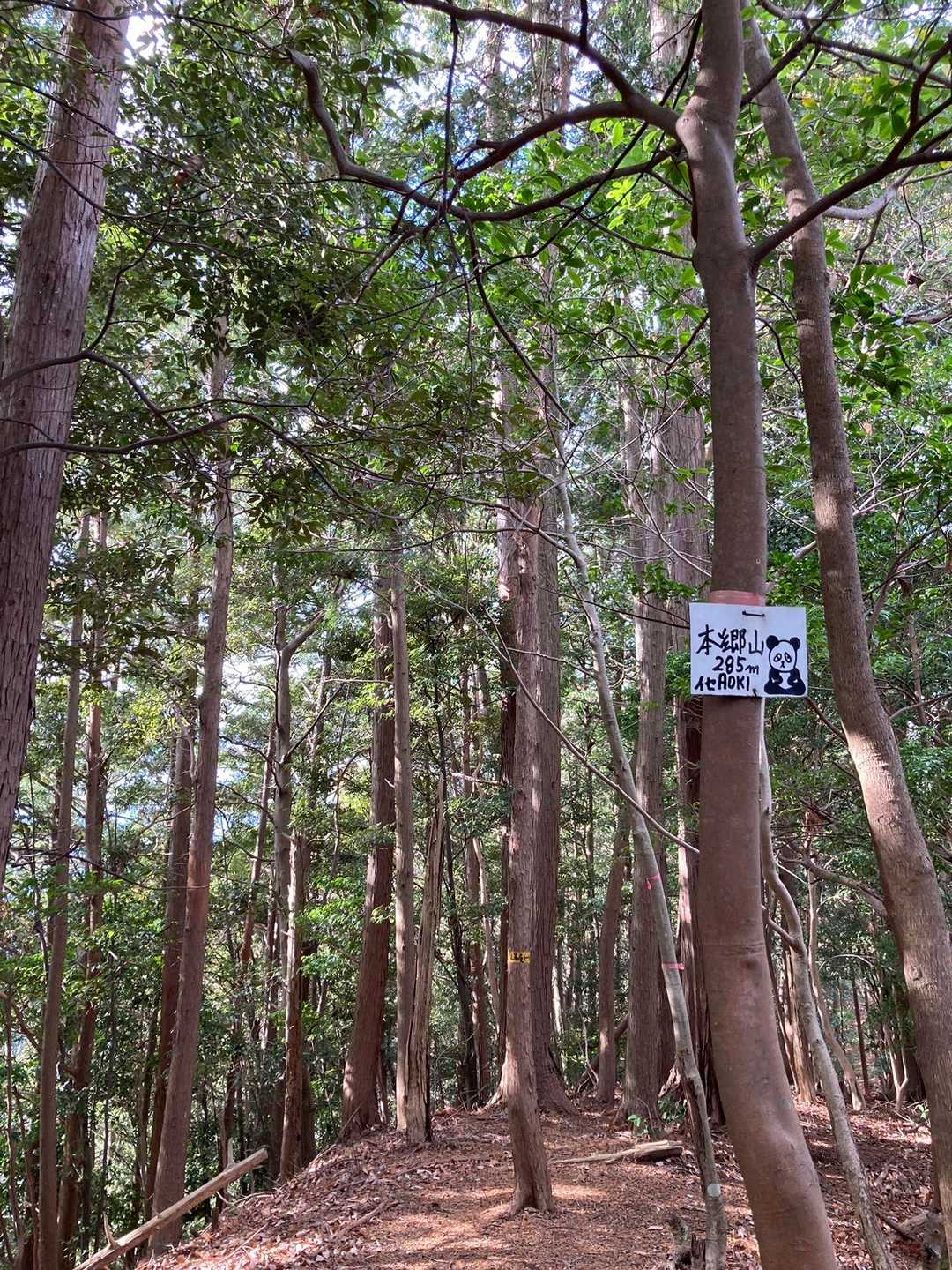本郷山⛰️木漏れ日も愛おしく感じる☀️