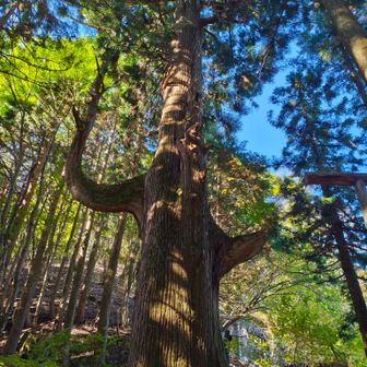 天狗の腰掛けらしい。
山中には立派な杉の木が沢山。
ブナ枯れはここでも増えてるらしく張り紙があった。