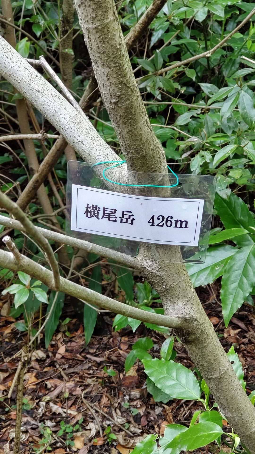 頂上は横尾岳公園だと思っていたので、こんなに苦労するとは…です🤣🤣