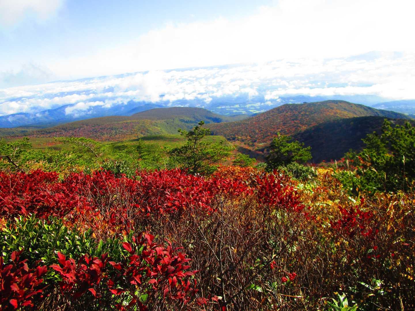 色鮮やかな紅葉🍁
にしきぎかな？
