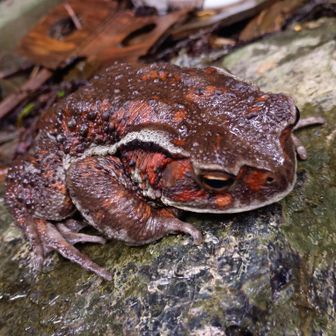キマイラ登山部代表補佐代理心得
