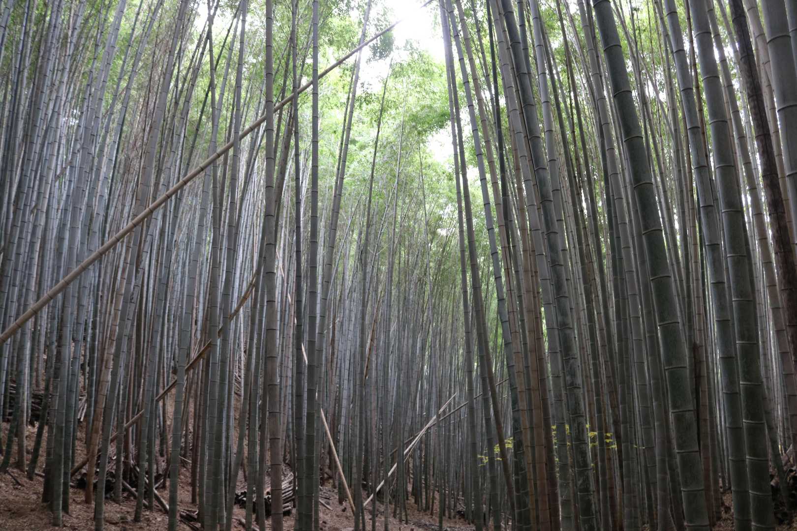 神宿る竹林