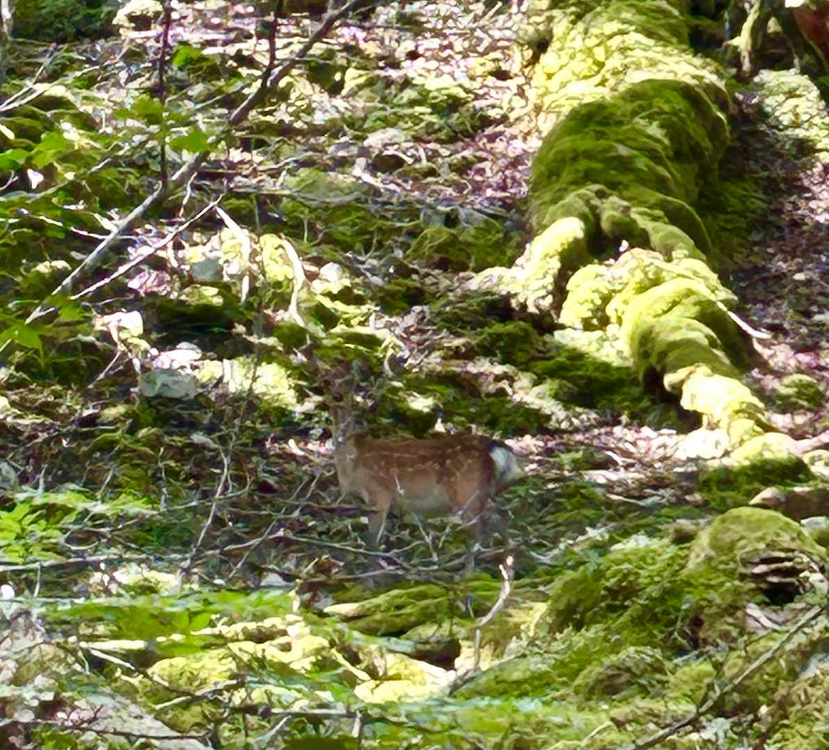 お疲れ様です🦌