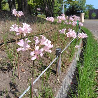 有馬富士公園の夏水仙