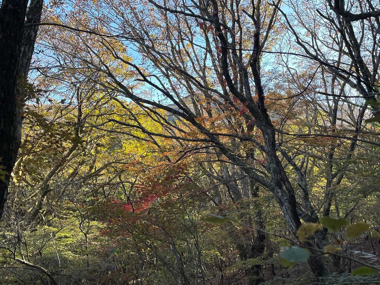 思ったほど
紅葉🍁は見られなかった😅