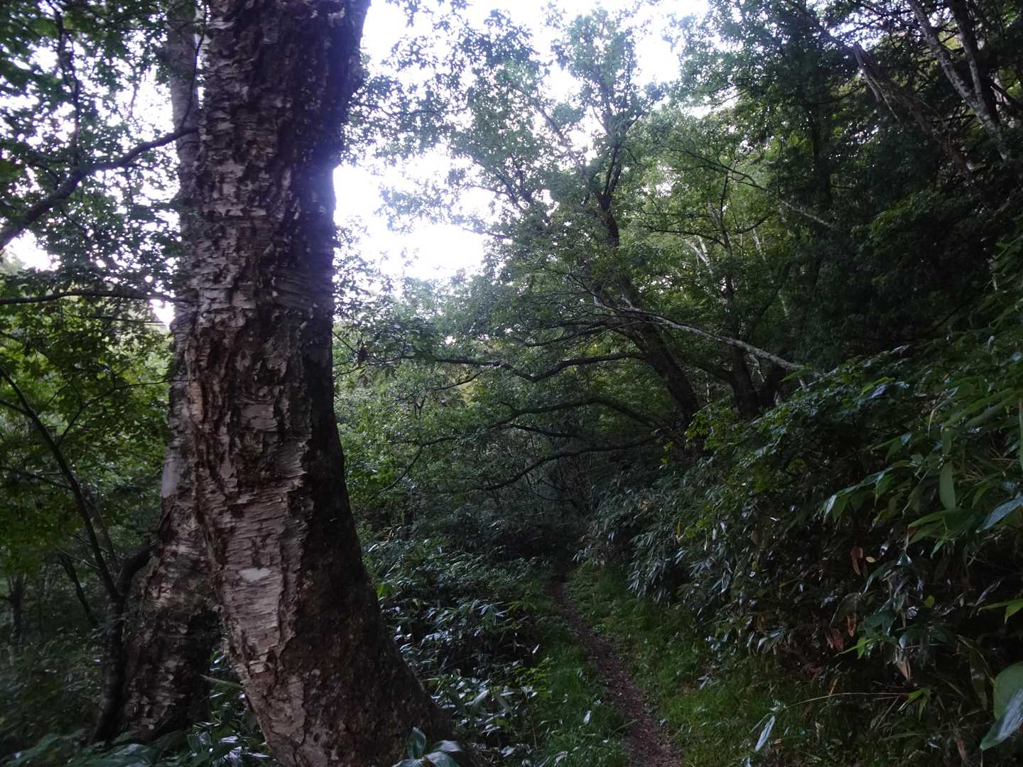 巨木も多い樹林帯、お天気はドンヨリ☁湿気も多く風も無し、滝汗案件です🥺