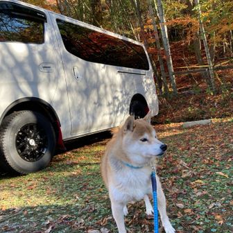 紅葉🍁綺麗だけどちょっと心配