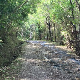 歩き易い道が続きます。