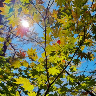 標高が下がると、まだ紅葉を楽しめます🍁
