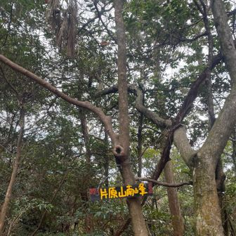 今日の7つ目グレーピークの片原山南峰🗻
あと少し走るぞー🏃‍♂️(小走りだけどね💦)