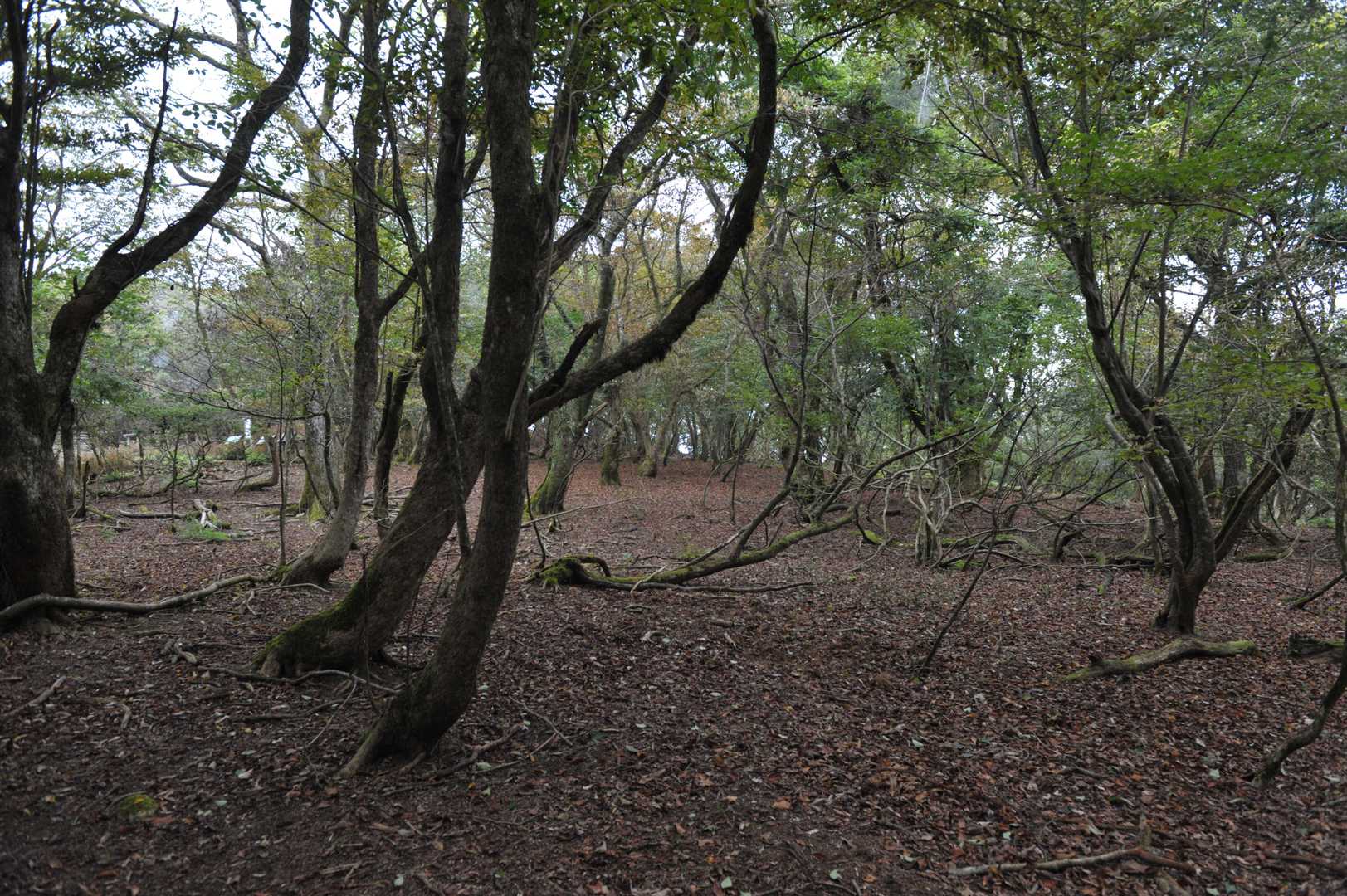 次は西峰に向かってます。
モミジのひろば🍂
山ではすっかり秋めいていますね。