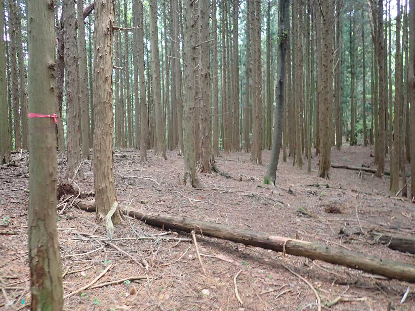 いつもながらもんちゃんとの平日登山は貸し切り状態