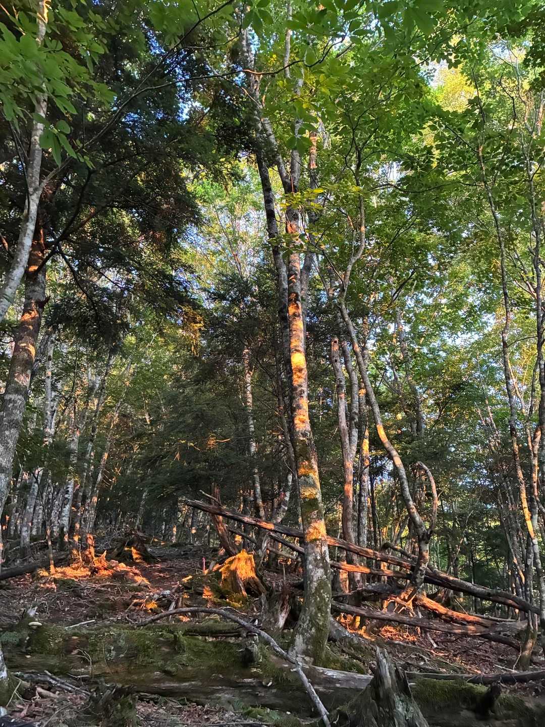 素晴らしい朝焼け
山頂まではずっと樹林帯