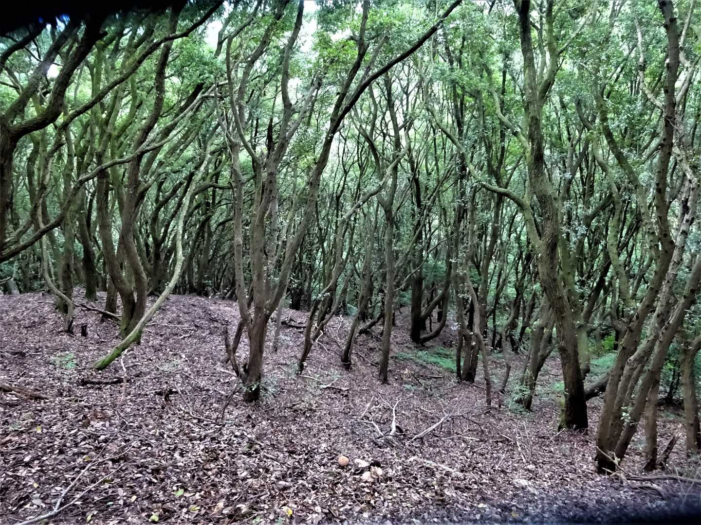 旗振山は見渡す限りウバメガシの林