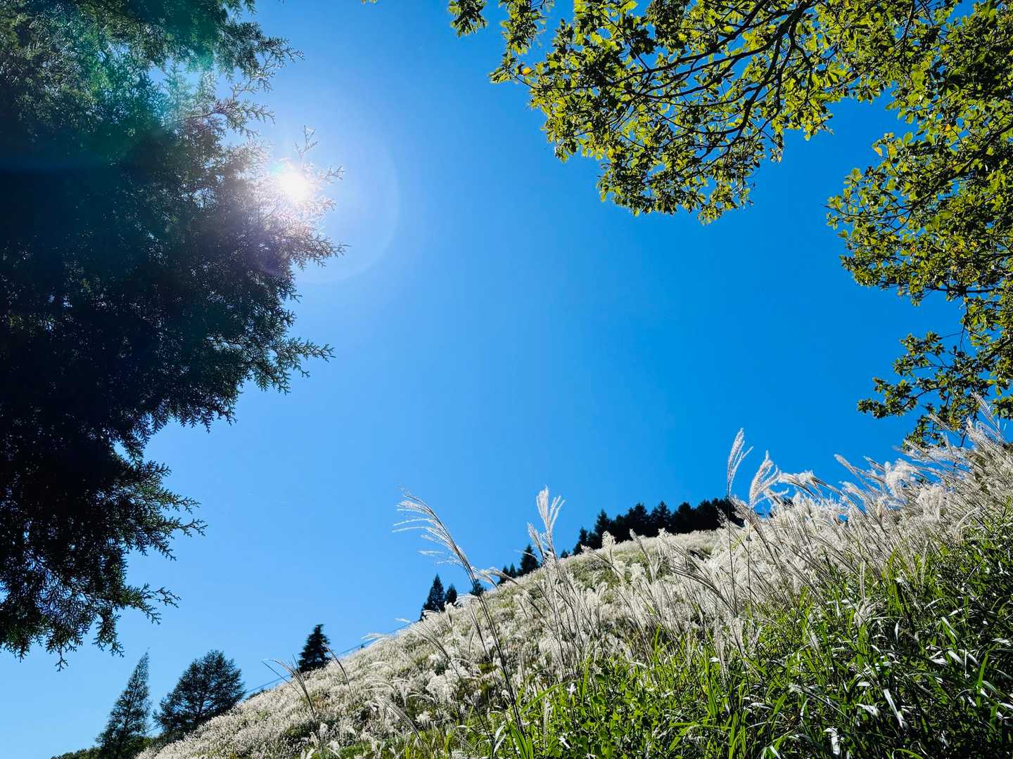 秋ですね🌾