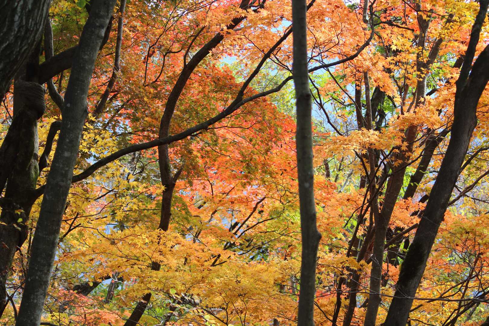 この尾根は紅葉が素晴らしい