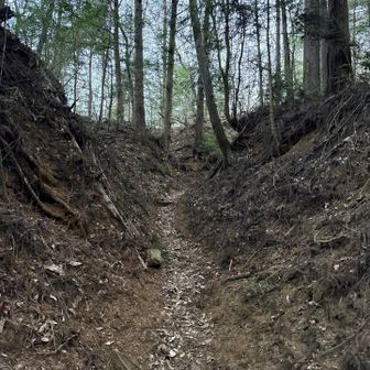 九鬼山山頂まではこんな感じのふかふかだったりザレザレな感じ